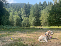 photograph of Hank, Maegan's dog.